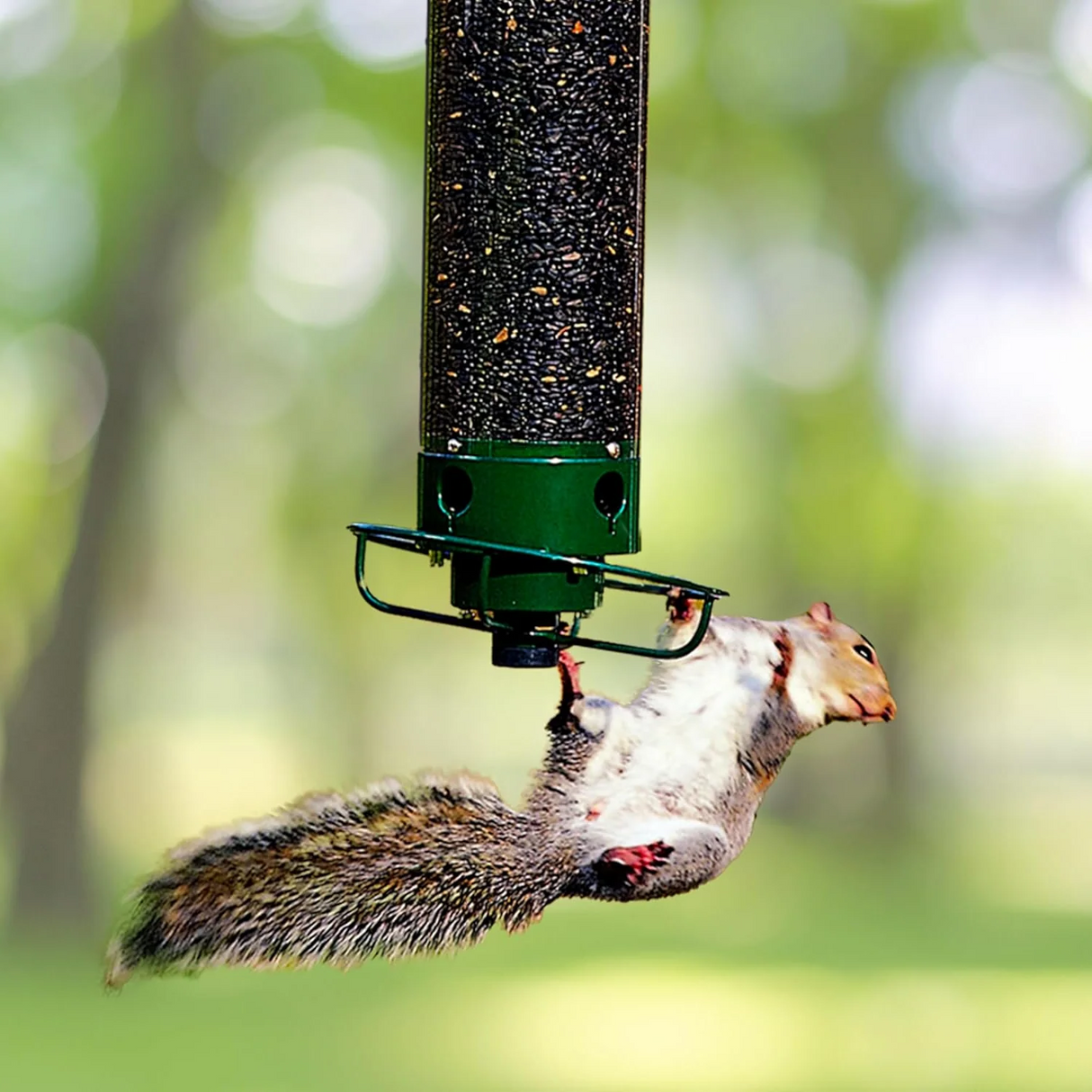 Squirrel Proof Bird Feeder Rotating Perch Metal Design - Product showcase
