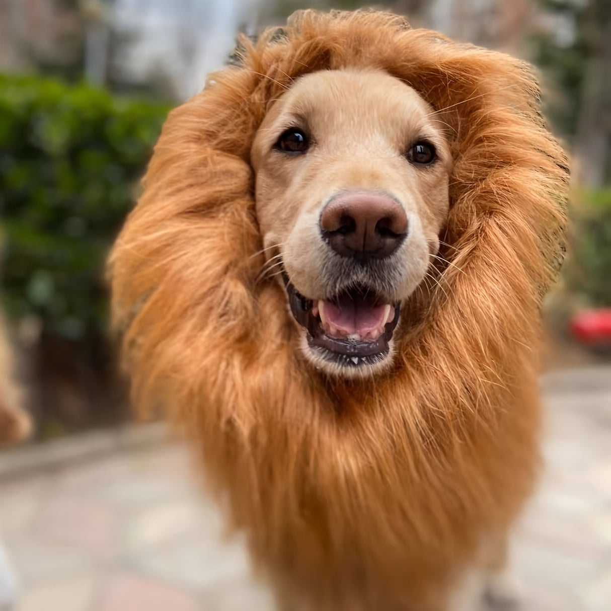 Lion Mane Dog Costume  Adjustable Plush Halloween Pet Wig - Product example