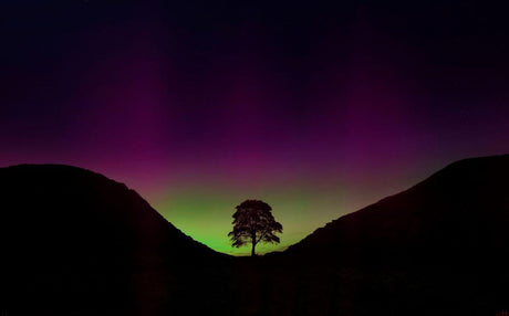Northern Lights wallpaper design file showing lone tree silhouette against aurora-lit mountain landscape