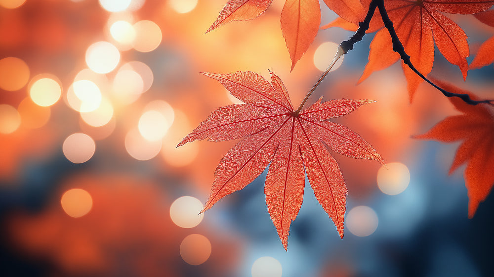 Autumn maple leaf design file showing detailed leaf pattern with bokeh background effect