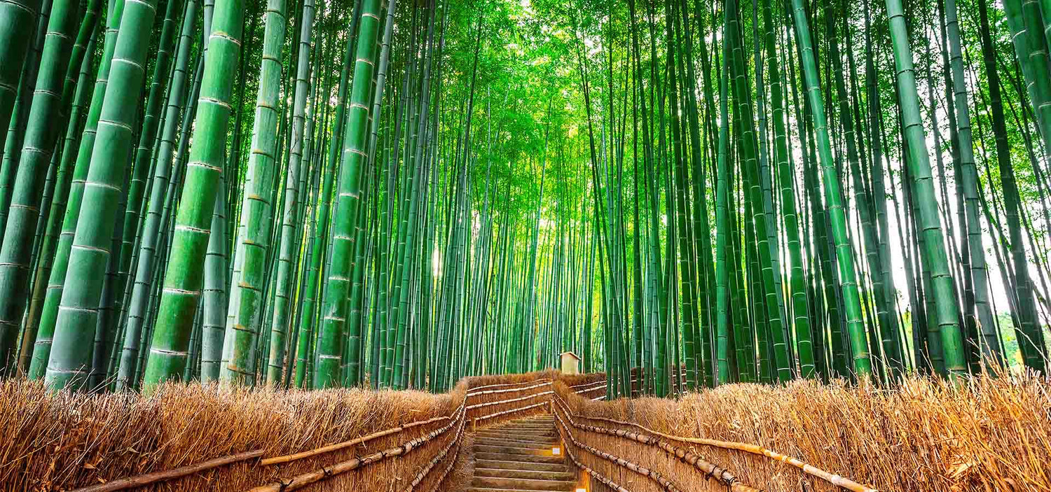 Bamboo forest design file showing detailed Japanese garden path pattern