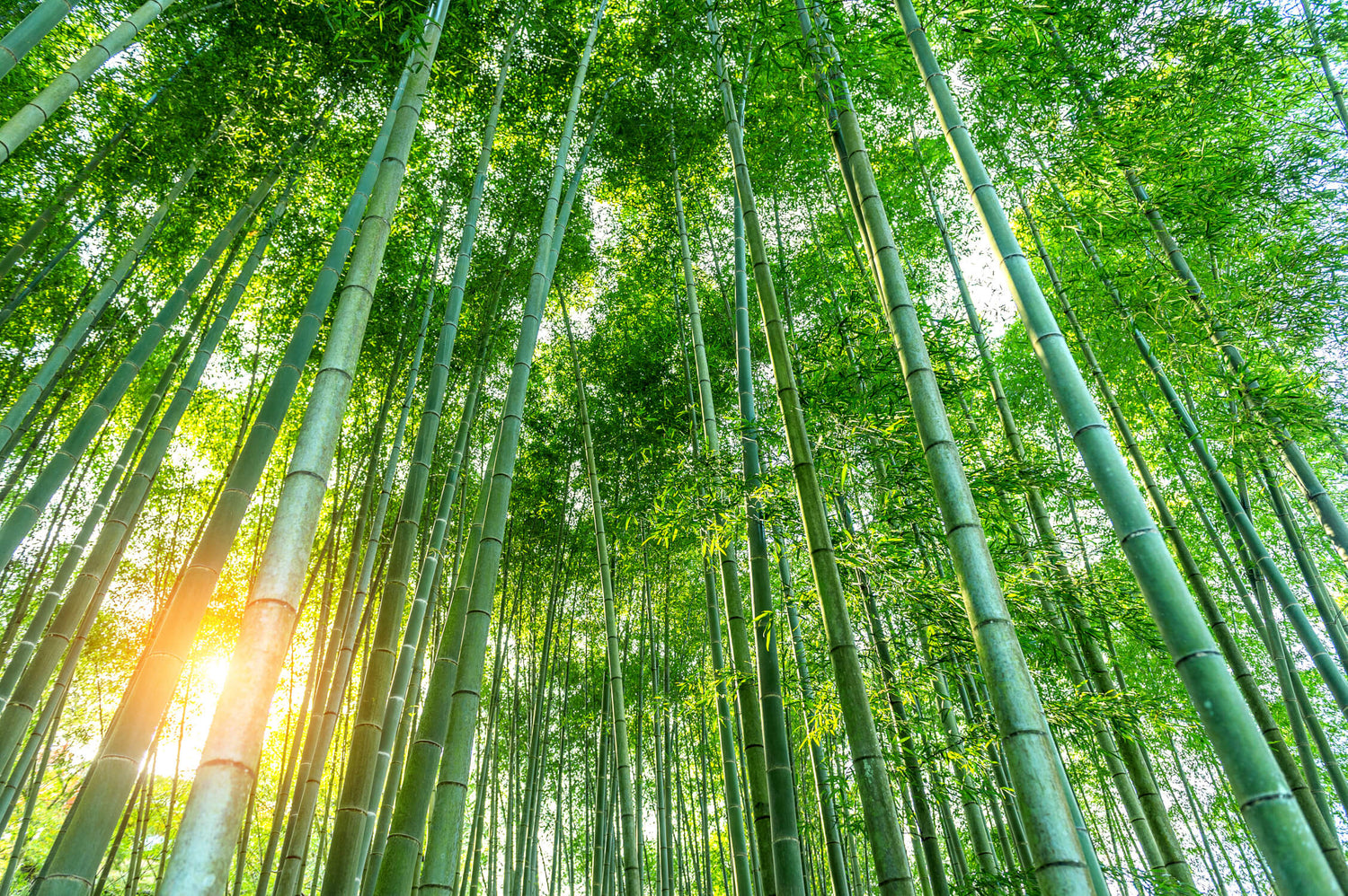 Design file showing detailed bamboo forest pattern with sunlit effects