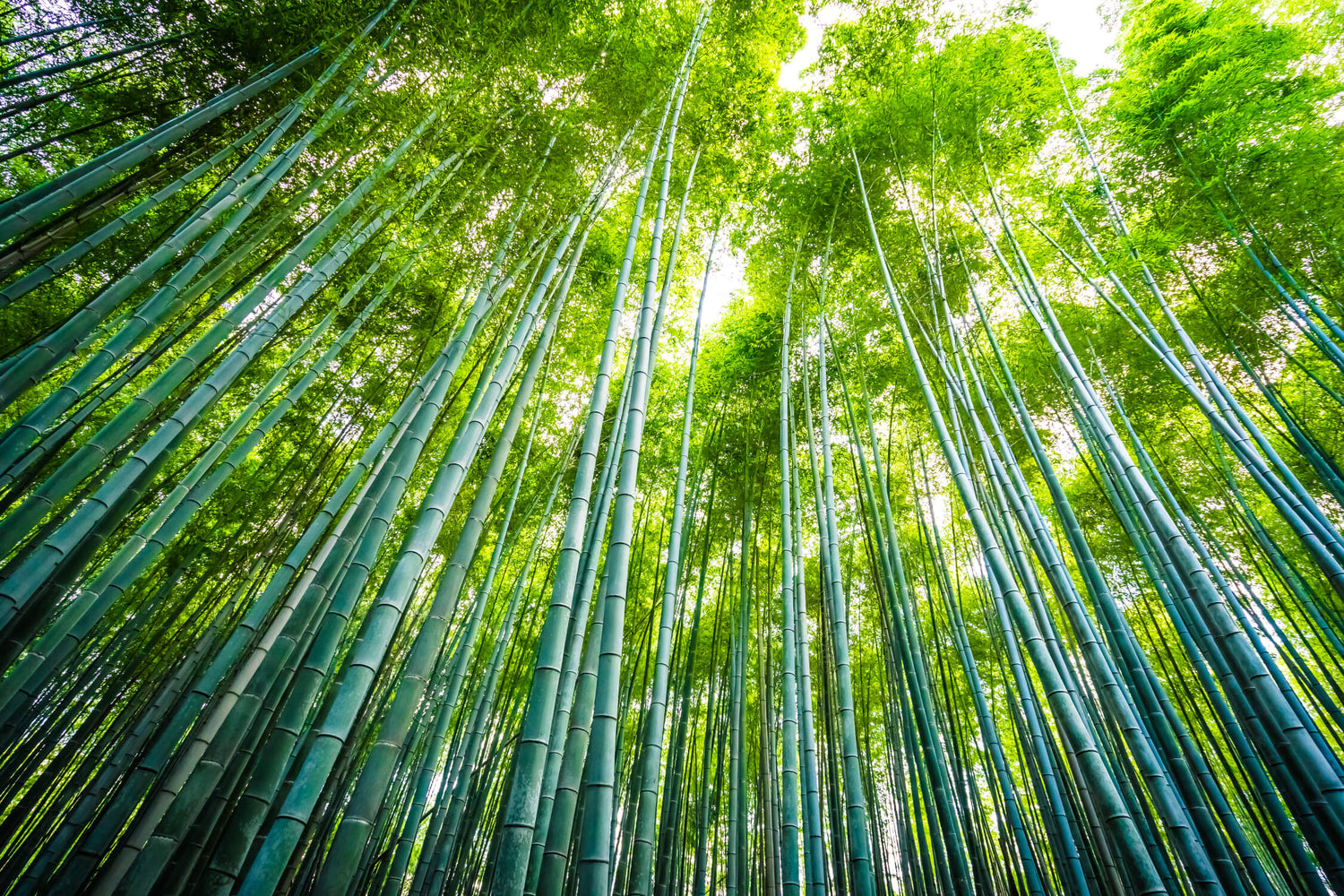 Bamboo forest wallpaper design file showing detailed green canopy pattern