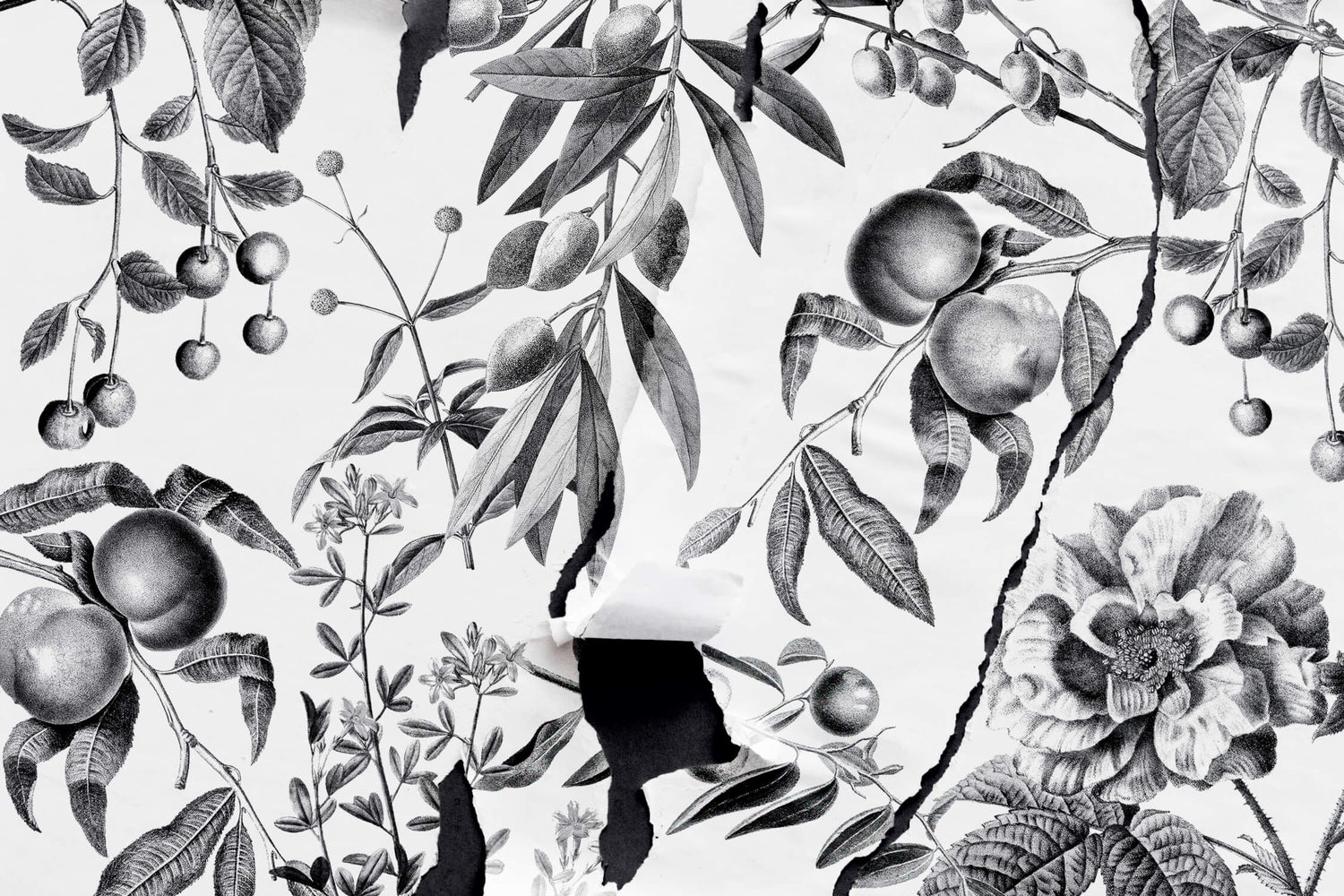 Design file showing detailed black and white botanical fruit pattern with precise linework