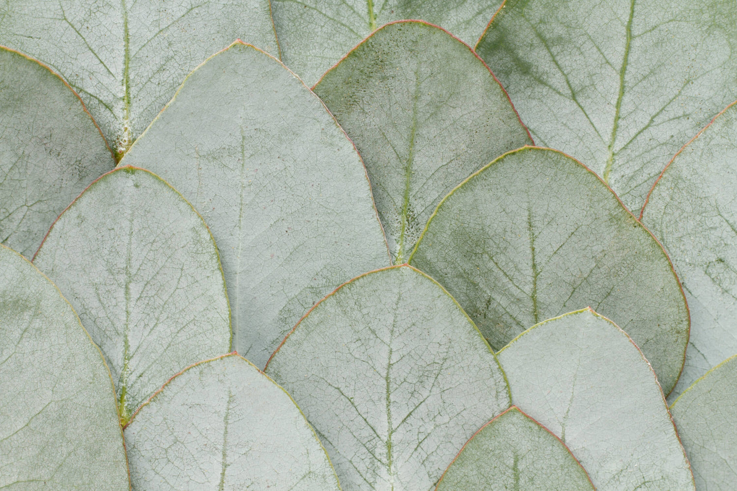 Detailed design file showing the rich textures and depths of our botanical leaf pattern