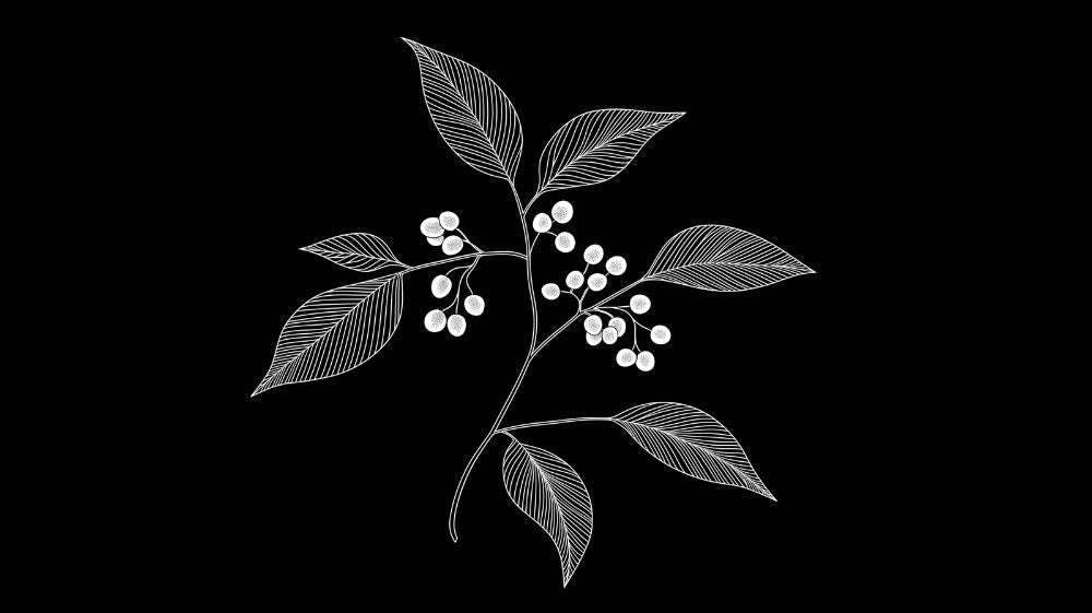 Botanical line art berries and leaves wallpaper design file showing intricate black and white pattern
