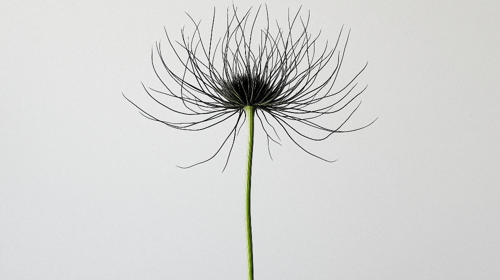 Minimalist Black Dandelion design file showing intricate botanical pattern detail