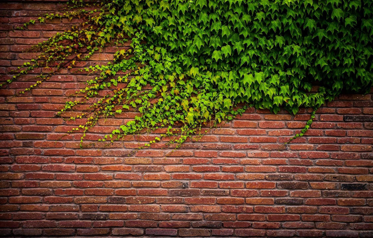 Brick wall mural with ivy pattern design file showing detailed texture and natural green tones