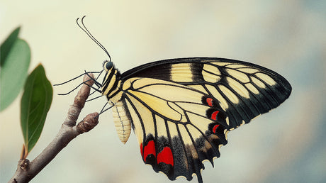 Giant Swallowtail Butterfly design file with cream wings and black veining on misty background