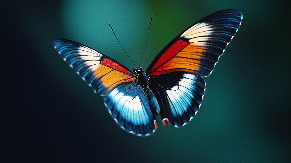 Butterfly wallpaper design file showing detailed wing patterns in blue and orange
