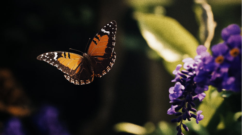 Monarch butterfly and purple garden design file, showing intricate pattern details