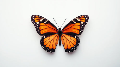 Monarch Butterfly design file showing detailed orange and black wing pattern on white background