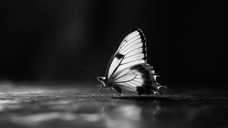 Monochrome butterfly design file showing intricate wing detail and nature photography composition
