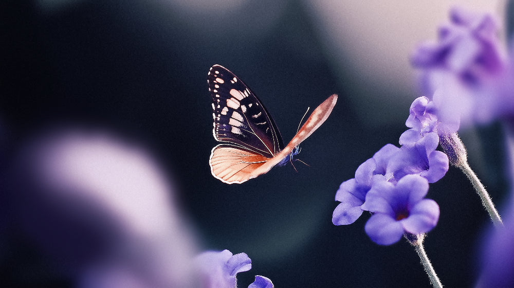 Butterfly and purple flower wallpaper design file showing intricate wing details and floral pattern