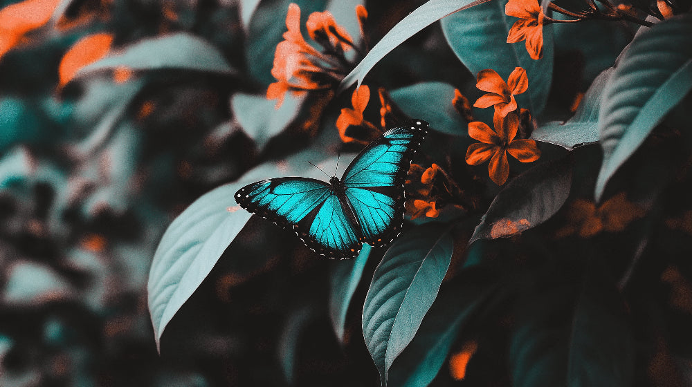 Turquoise butterfly wallpaper design file showing detailed wing patterns and orange bloom elements