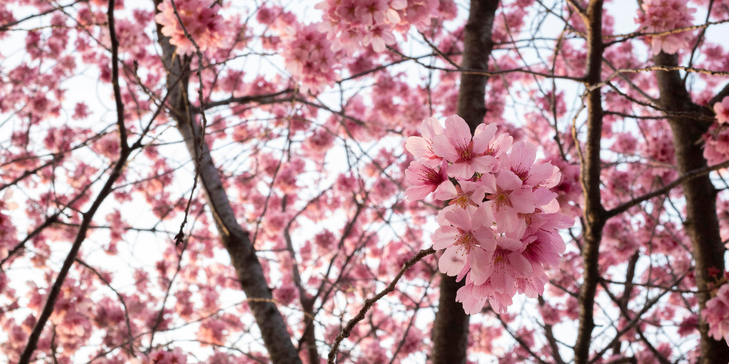 Cherry blossom design file showing detailed pink sakura flowers and branches pattern