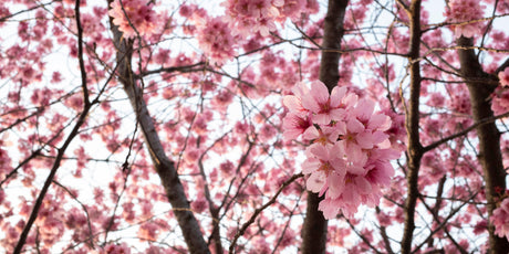 Cherry blossom design file showing detailed pink sakura flowers and branches pattern