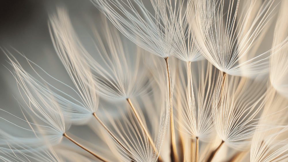 Dandelion seeds wall mural design file showing detailed white botanical pattern on beige background