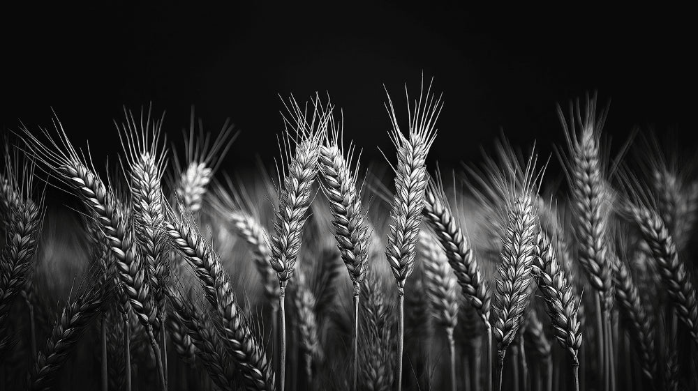 Black and white wheat field design file showing detailed stalks pattern and contrast