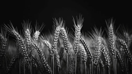 Black and white wheat field design file showing detailed stalks pattern and contrast