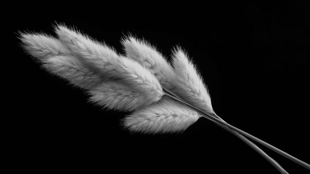 Black and white pampas grass wallpaper design file showing detailed feather pattern