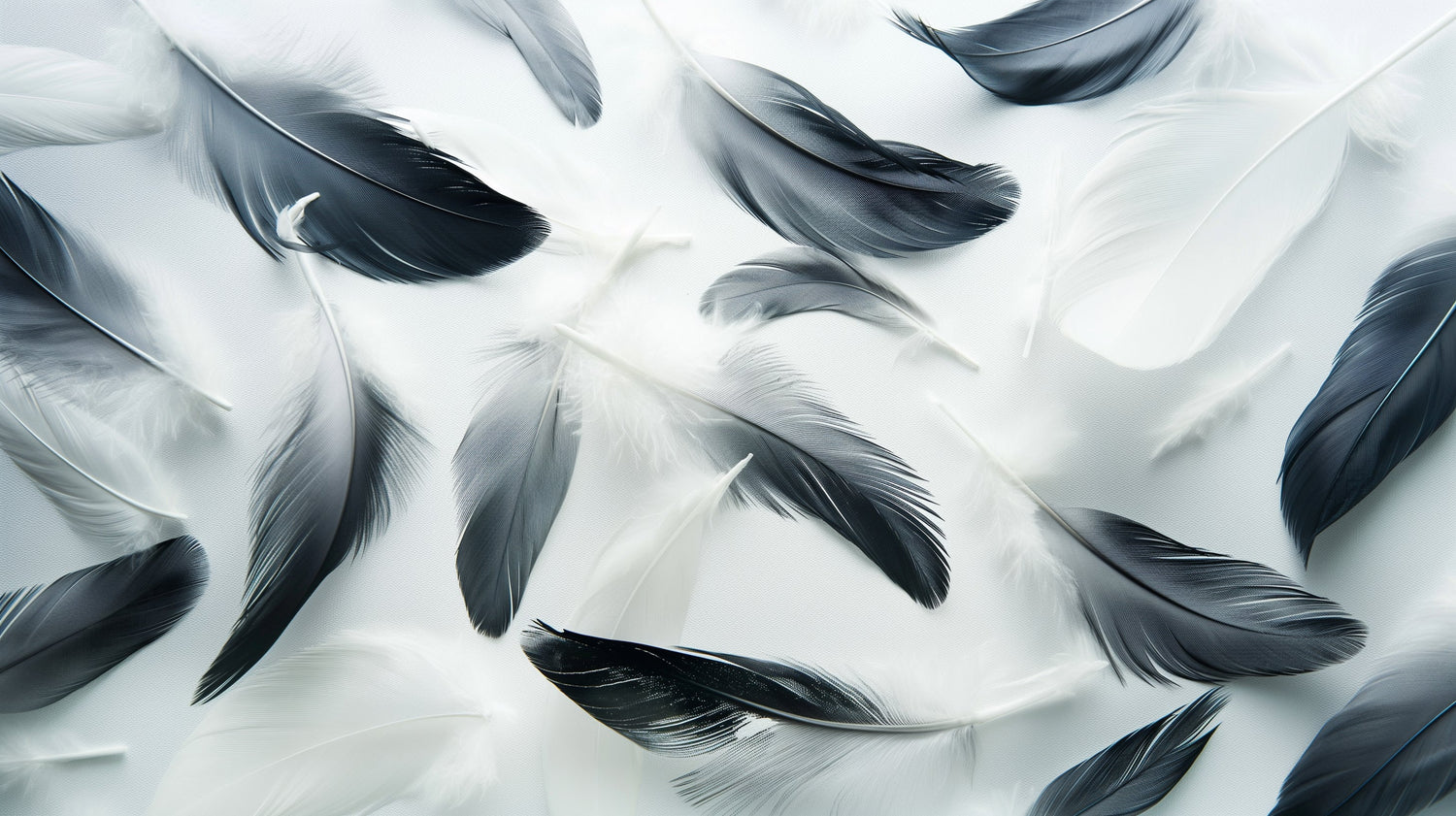 Black and grey feather wallpaper design file showing detailed floating plumes pattern