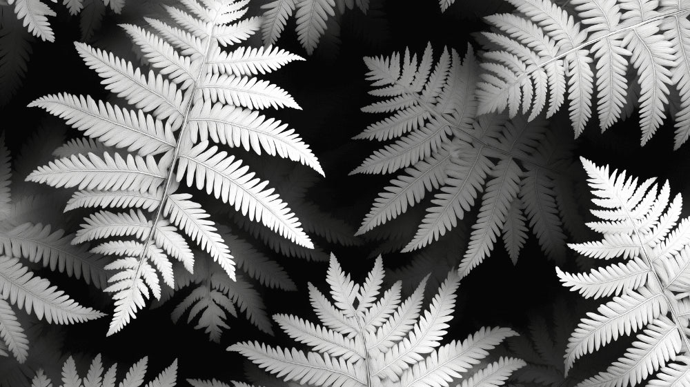 Monochrome botanical fern wallpaper design file showing intricate leaf pattern detail