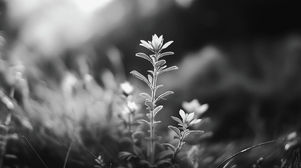 Black and white floral wallpaper creating a striking accent wall in a modern minimalist living room with natural light