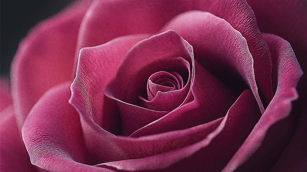 Burgundy rose design file showing intricate petal details and rich wine-colored tones