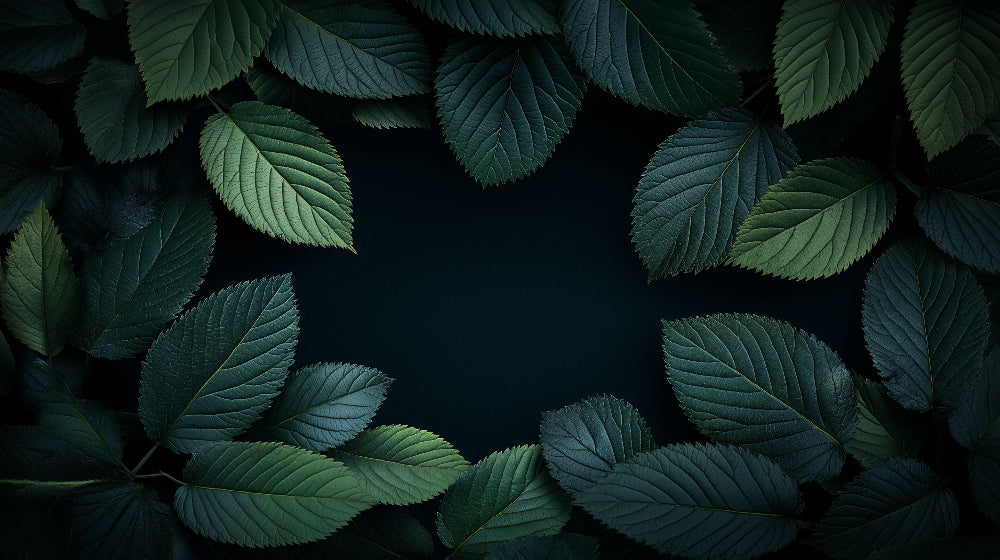 Green leaves on black background wallpaper design file showing intricate botanical pattern details