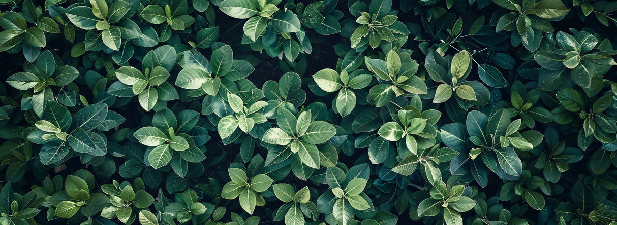 Tropical foliage wallpaper design file showing detailed leaf pattern and rich green tones