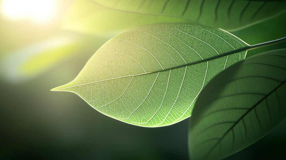 Green leaf macro design file showing intricate vein patterns and translucent texture in golden sunlight