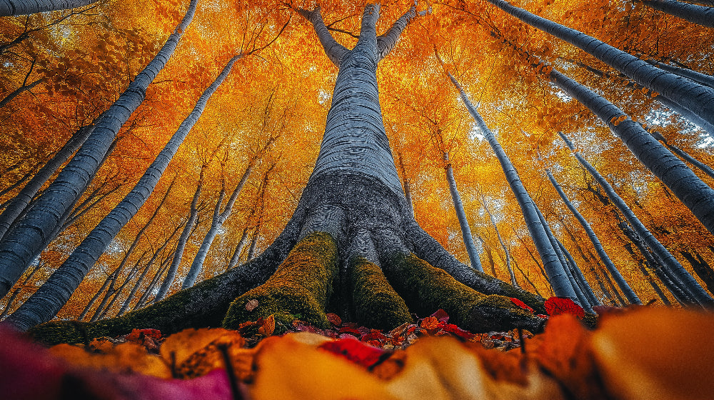 Autumn forest canopy design file showing detailed golden leaves and tree trunk pattern