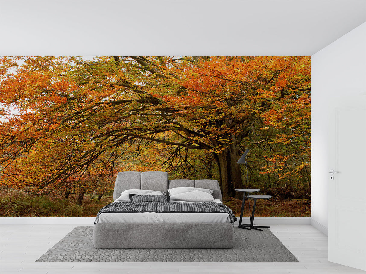 Orange forest wallpaper transforming a home office with autumn colors and natural depth