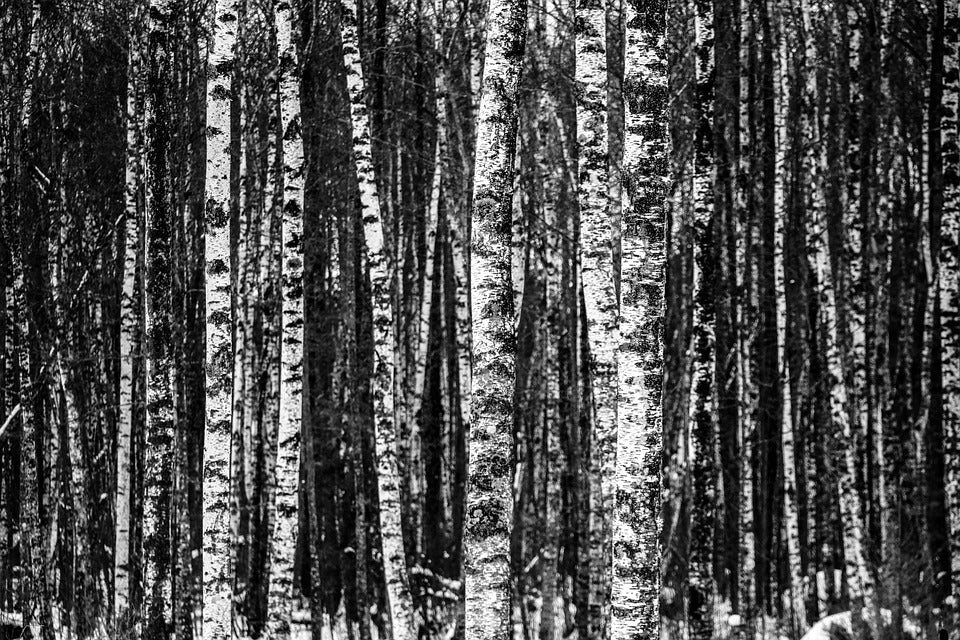 Black and white birch forest wallpaper design file showing full pattern detail