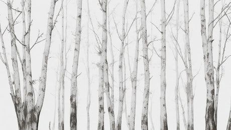Birch Forest Wallpaper design file showing detailed white tree trunks on misty background