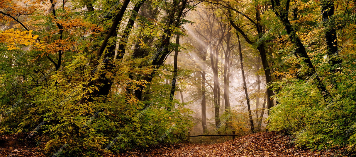 Misty autumn forest wallpaper design file showing intricate detail and realistic fog effects