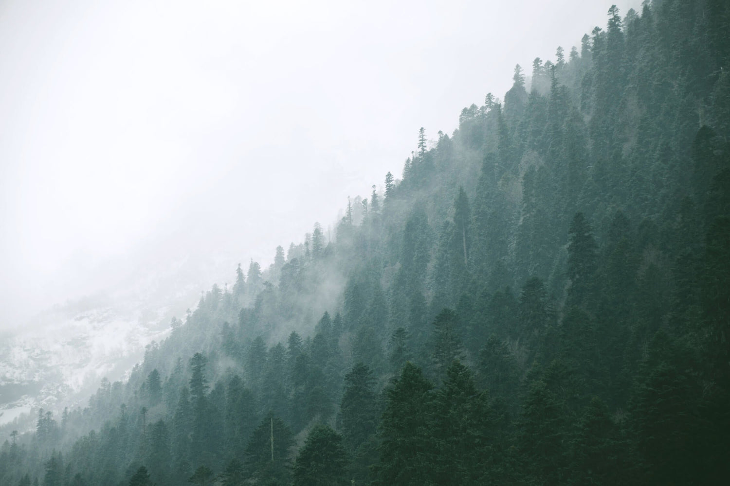 Misty pine forest wallpaper design file showing full pattern detail and soft watercolor effect