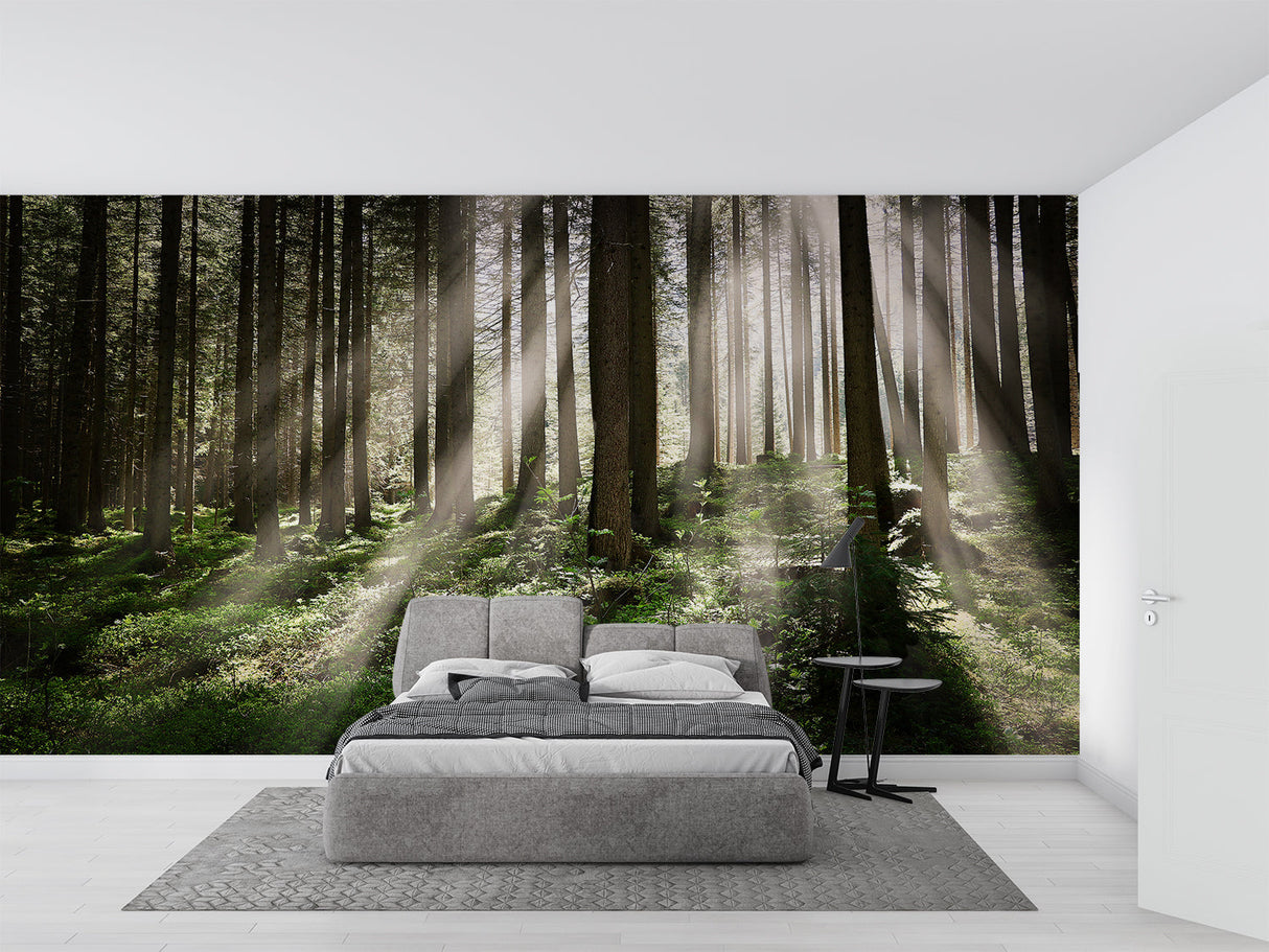 Forest scenery wallpaper installation in home office with natural lighting
