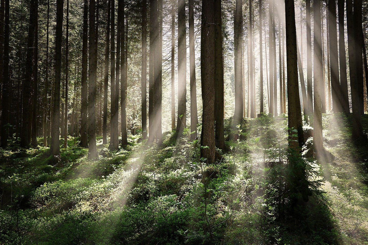 Forest wallpaper design file showing detailed misty pine trees pattern with sunlight rays