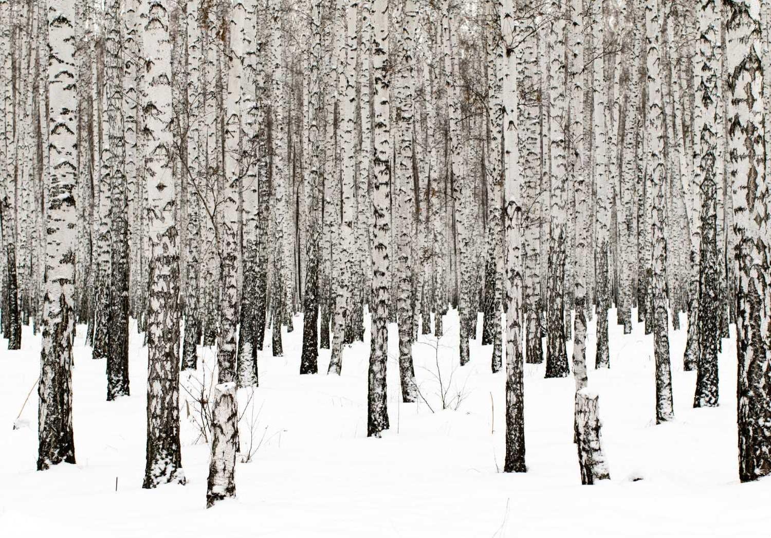 Winter birch forest wallpaper design file showing intricate snow and tree bark details