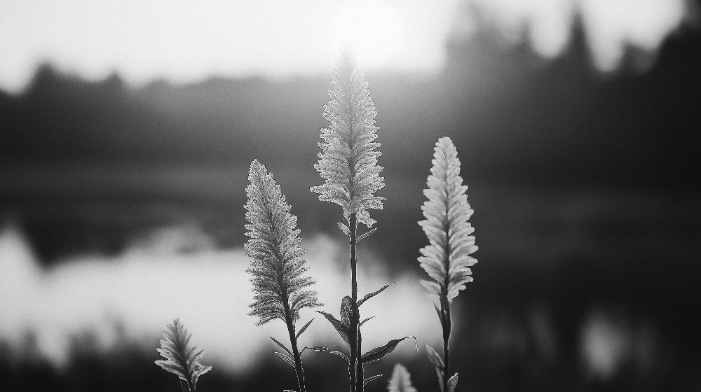 Black and white botanical wall mural design file showing detailed plant silhouettes and gradient effects
