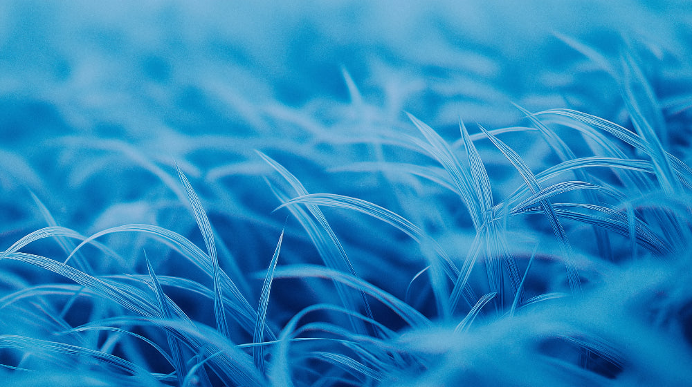 Blue grass wallpaper design file showing detailed botanical pattern and rich azure tones