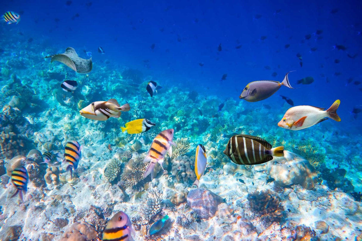 Tropical fish and coral reef design file showing vibrant colors and detailed underwater scene