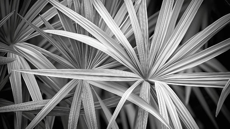 Large-scale black and white palm leaf design file showing intricate botanical pattern details