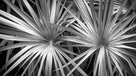 Black and white tropical palm leaf design file showing intricate botanical pattern detail