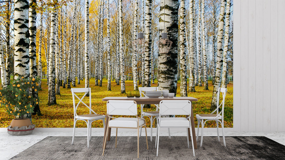 Forest Mural Wallpaper | Autumn Birch Trees Landscape
