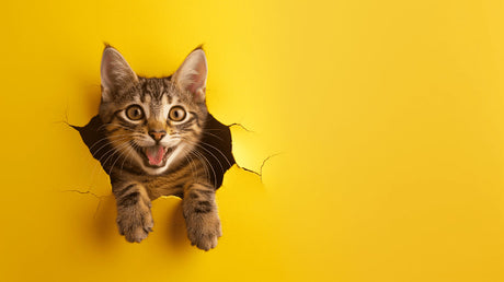 3D Cat Breaking Through Wall design file showing detailed yellow wall texture and realistic cat illustration