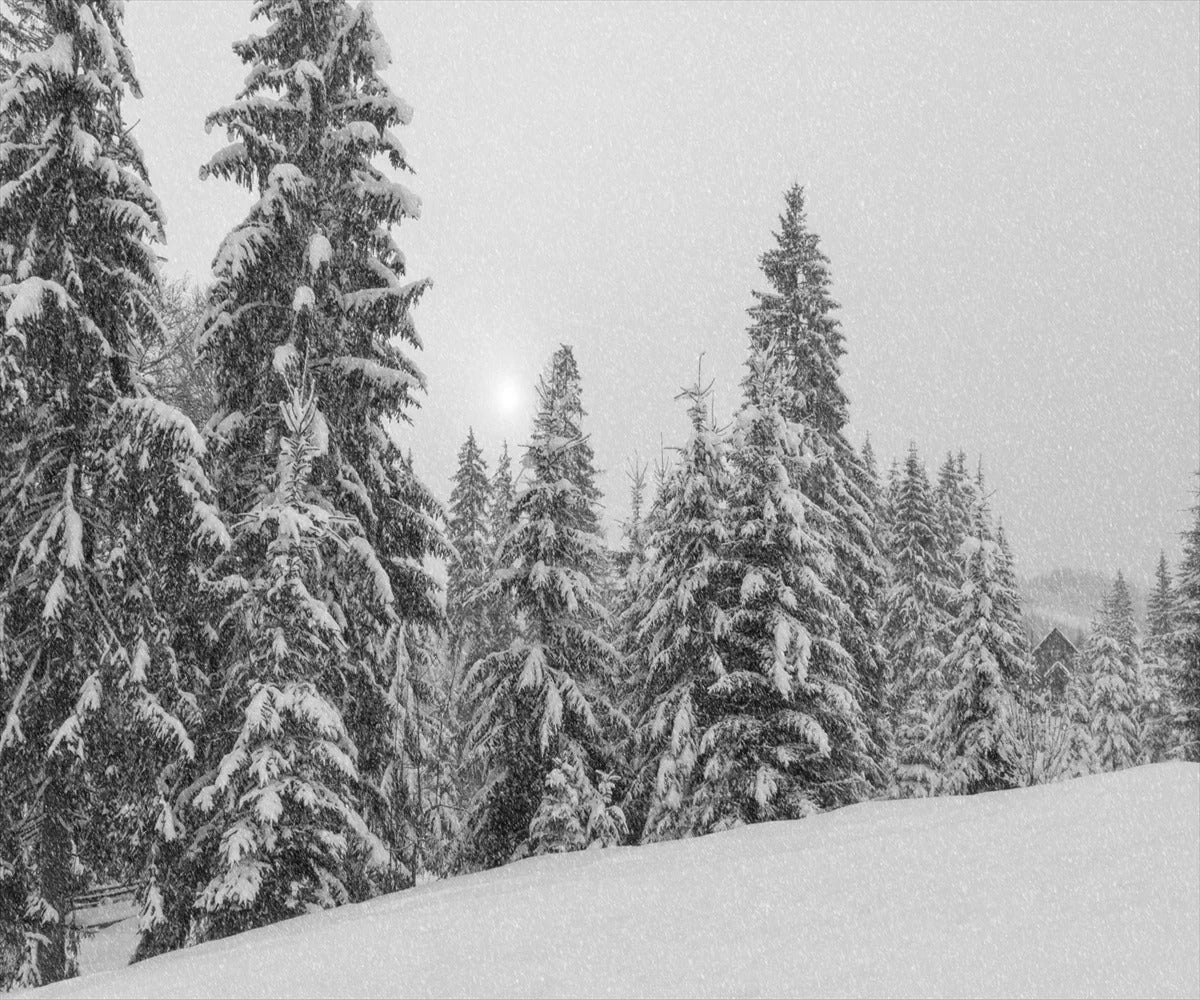 Design file showing detailed pine trees and snow pattern in striking monochrome