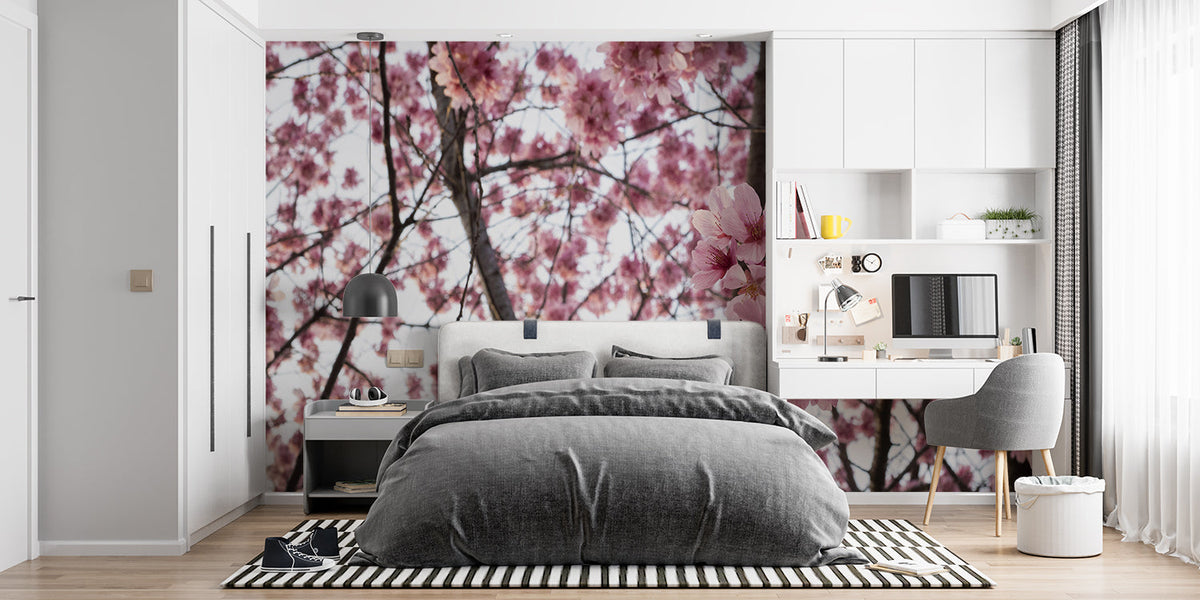Cherry Blossom Mural Wallpaper | Japanese Sakura Tree in Full Bloom